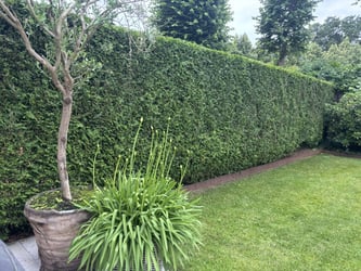 Hækklipning af thuja