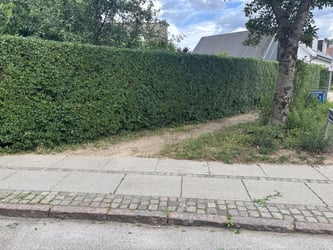 Hækklipning af liguster