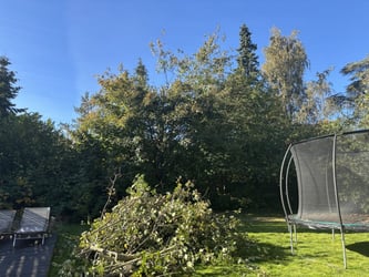 Træbeskæring af ahorn