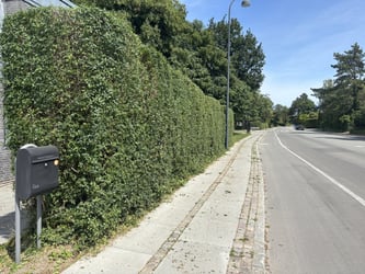 Hækklipning af liguster