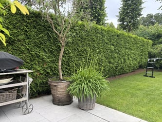 Hækklipning af thuja