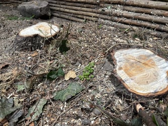 Træfældning af thuja