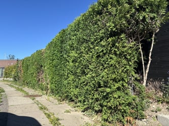 Hækklipning af thuja