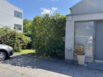Træbeskæring af kirsebærlaurbær