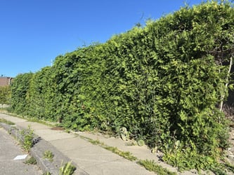 Hækklipning af thuja