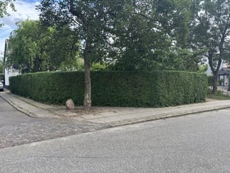Hækklipning af liguster