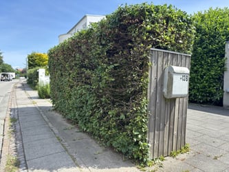 Hækklipning af bøg