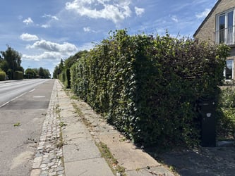 Beskæring af hæk af bøg