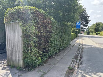 Hækklipning af bøg