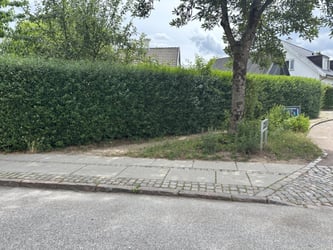 Hækklipning af liguster