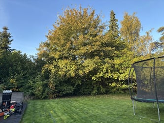 Træbeskæring af ahorn