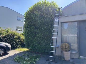 Træbeskæring af kirsebærlaurbær