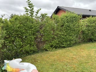 Hækklipning af liguster