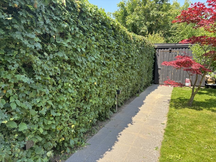 Hækklipning i Klampenborg
