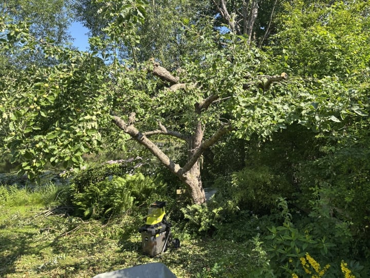 træbeskæring
